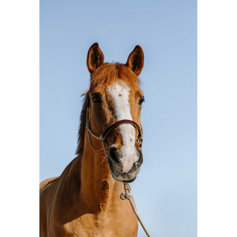 Licol éthologique + longe NORTON - Suède