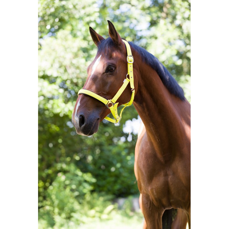 Licol NORTON - Fluo
