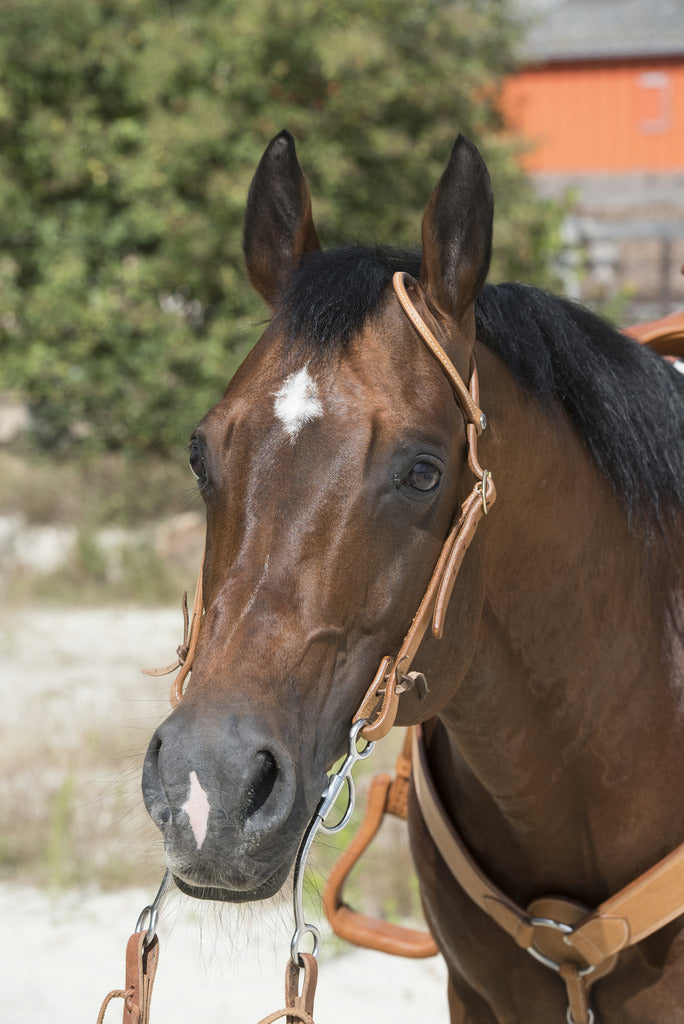 BRIDON WESTRIDE BY FRANCK PERRET "1 OREILLE"