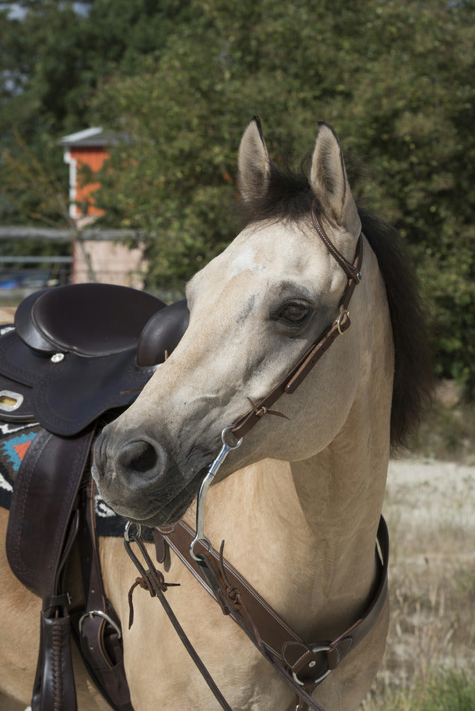 BRIDON WESTRIDE BY FRANCK PERRET "1 OREILLE"