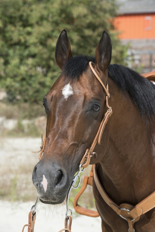 BRIDON WESTRIDE BY FRANCK PERRET "1 OREILLE"